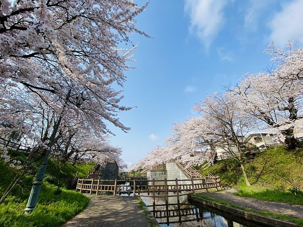 https://arayasimin.com/sakura/2025/04/6AB293C0-7AF3-4CD8-BE6A-A4065F43A571_1_105_c.jpg