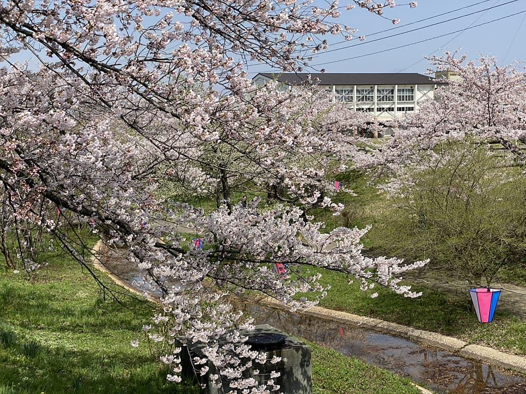 https://arayasimin.com/sakura/2025/04/865C1532-D139-426A-9B22-55704BD0E70C_1_105_c.jpg