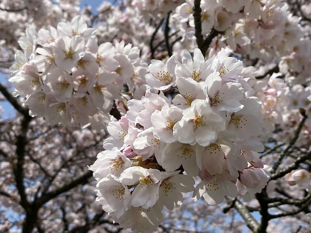 https://arayasimin.com/sakura/2025/04/E25D2F0A-5FEA-4BC8-BF58-35C7D0A1CF9F_1_105_c.jpg