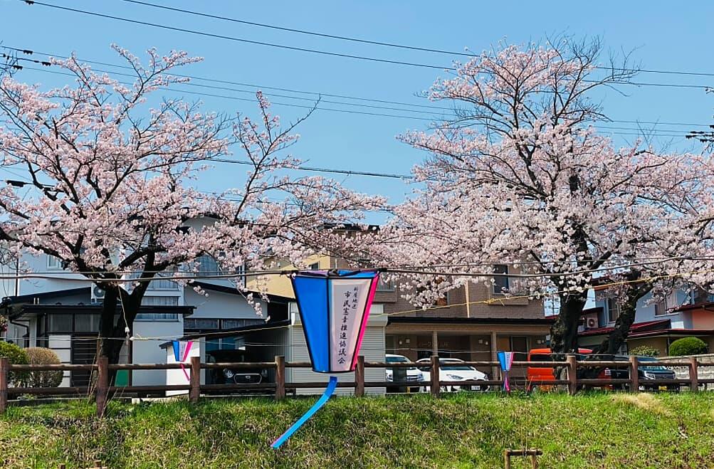 https://arayasimin.com/sakura/2025/04/Untitled2.jpg